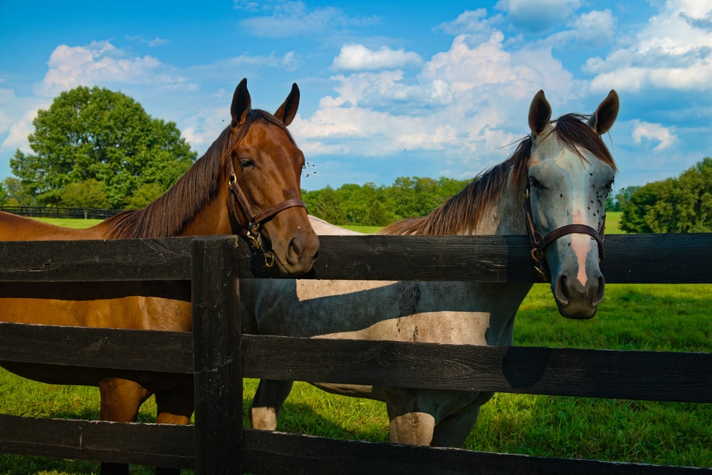 Quelques conseils pour installer une clôture pour chevaux