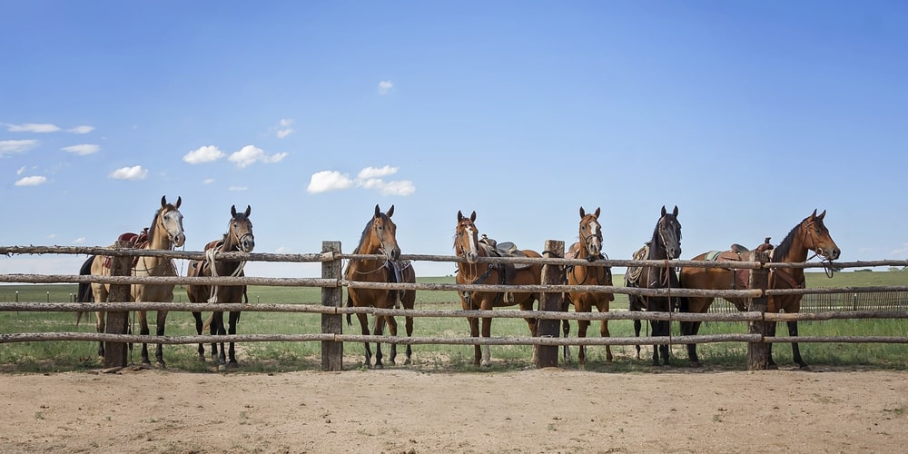 réglementation des clôtures pour chevaux